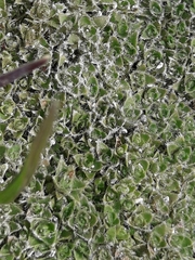 Veronica ciliolata fiordensis