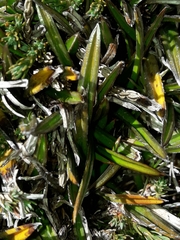 Astelia linearis
