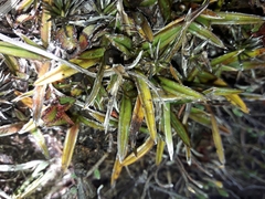 Astelia linearis