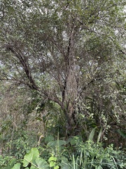 Elaeagnus oldhamii
