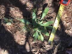 Oenothera argillicola