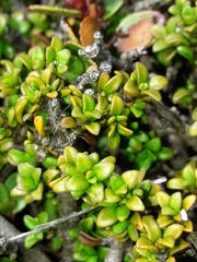 Coprosma fowerakeri