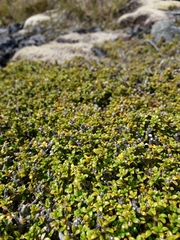Coprosma fowerakeri
