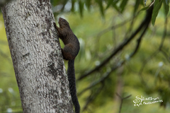 Heliosciurus mutabilis