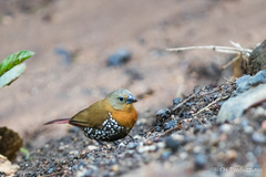 Hypargos niveoguttatus