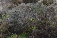 Calluna vulgaris