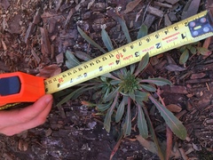 Oenothera argillicola