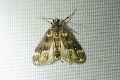 Elophila responsalis