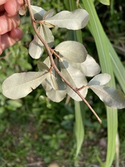 Elaeagnus oldhamii