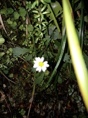 Brachyscome radicata