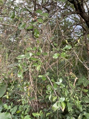 Elaeagnus oldhamii