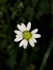 Brachyscome radicata