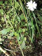 Brachyscome radicata