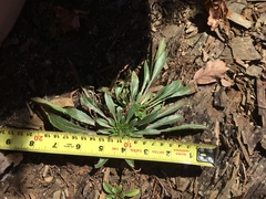 Oenothera argillicola