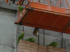 Amazona autumnalis salvini