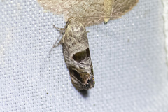 Eupselia beatella