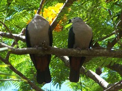 Ducula pacifica