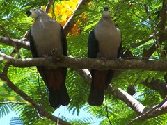 Ducula pacifica