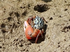 Paraleptuca splendida