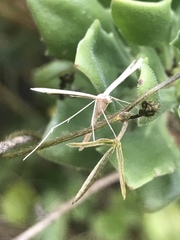 Stenoptilia