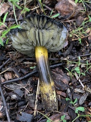 Hygrocybe