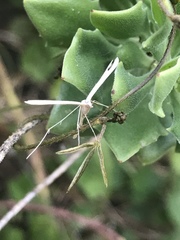 Stenoptilia