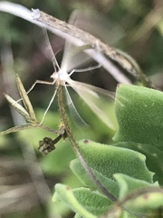 Stenoptilia