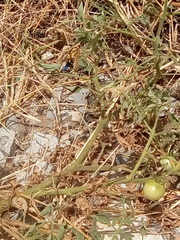 Solanum lycopersicum