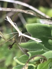 Stenoptilia