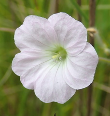 Geranium schlechteri