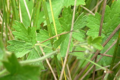 Geranium schlechteri