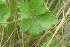Geranium schlechteri