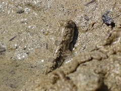 Periophthalmus modestus