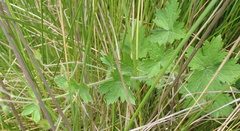 Geranium schlechteri