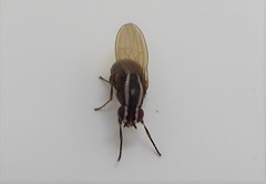 Poecilohetaerella dubiosa