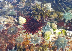 Heliocidaris tuberculata