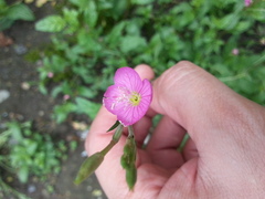 Oenothera rosea