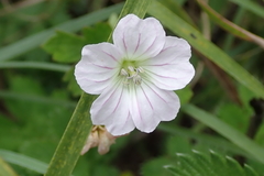 Geranium schlechteri