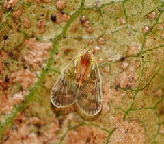 Saccharodite chrysonoe