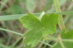 Geranium schlechteri