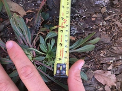 Oenothera argillicola