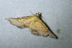 Corgatha omopis