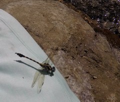 Paragomphus capricornis