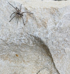 Tasmanicosa gilberta