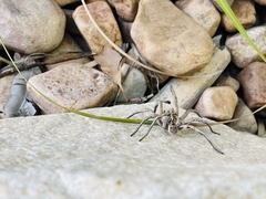 Tasmanicosa gilberta