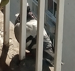 Columba livia domestica