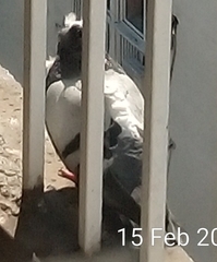 Columba livia domestica