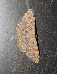 Scopula submutata