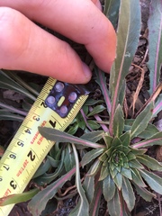 Oenothera argillicola
