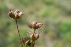 Bupleurum affine